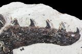 Partial, Disarticulated Mosasaur Skull - Goulmima, Morocco #107151-5